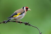 Carduelis carduelis 1 (Marek Szczepanek).jpg