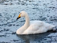 Cygnus cygnus -WWT Welney, Ouse Washes, The Fens, England-8.jpg