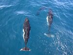 Dalls porpoises.jpg