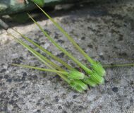 Erodium cicutarium fruit.JPG
