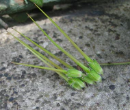Erodium cicutarium fruit.JPG
