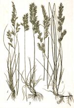 Festuca spp Sturm43.jpg