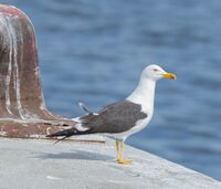 Larus fuscus Finnboda 2012.jpg