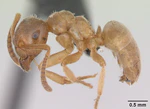 Lasius mixtus casent0172710 profile 1.jpg