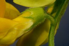 Lathyrus pratensis ENBLA06.jpg