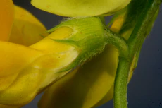 Lathyrus pratensis ENBLA06.jpg