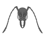 Macabeemyrma ovata head.svg