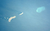 Nwmarqpic.png