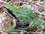 Pacific treefrog-Siskiyou.jpg