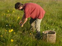 Picking of heads of Arnica montana.JPG