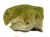 Psittacosaurus ordosensis BW.jpg