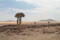 Quiver Trees in the Skeleton Coast Park, 2007.jpg