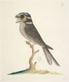 SLNSW 823130 f79 Owlet Nightjar Aegotheles cristatus.jpg