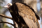 Wings of Wonder (5339521000).jpg