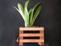 Dracula mopsus 24.jpg