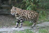 Felis nigripes 5.JPG