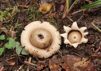 Gewimperte Erdstern Geastrum fimbriatum.JPG