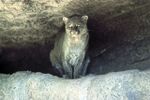 Jaguarundi-tob-2007-01-09.jpg
