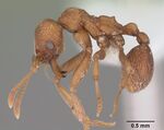 Kalathomyrmex emeryi casent0010816 profile 1.jpg