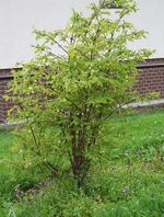 Lonicera coerulea 2.jpg