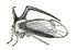 Marbaarus bubalus Distant.jpg