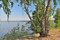 On the bank of the Sestroretsky flood in the Sestroretsky Swamp nature Reserve.jpg