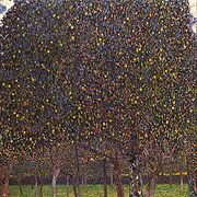 Pear Tree.jpg