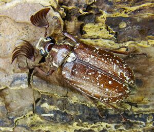 Polyphylla fullo up