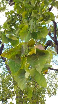 Populus heterophylla foliage, East Potomac Park.jpg