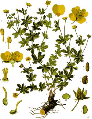 Potentilla erecta - Köhler–s Medizinal-Pflanzen-248.jpg