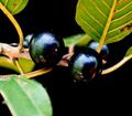 Rhamnus frangula 13 ies.jpg