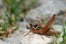 Roeseliana roeselii male (3788640996).jpg