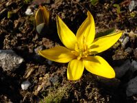 Tulipa dasystemon 1.JPG