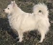 Un chien Spitz allemand.jpg