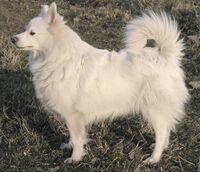 Un chien Spitz allemand.jpg