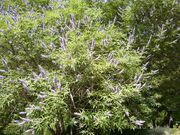 Vitex agnus-castus 2.JPG