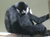 White Cheeked Gibbon Male.jpg