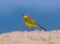 Yellow wagtail.jpg