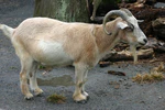 African Pygmy Goat.jpg