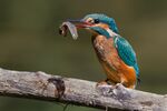 Alcedo atthis eating a tadpole.jpg