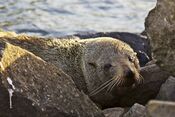 Arctocephalus forsteri LC0255.jpg