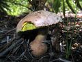 Boletus abruptibulbus 236119.jpg