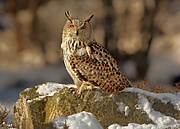 Bubo bubo 3 (Martin Mecnarowski).jpg