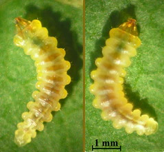 Cameraria ohridella larva beentree.jpg