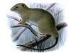 Carpomys melanurus.jpg