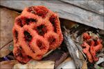 Clathrus ruber.jpg