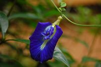 Clitoria ternatea flower.jpg