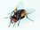 Common house fly, Musca domestica.jpg
