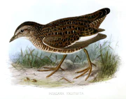Coturnicops exquisitus Keulemans.jpg