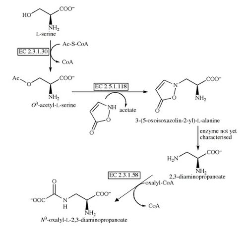 Dencichin.Biosynthesis.jpg